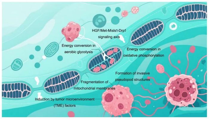 ATP synthase bên trong ty thể được xem là nguồn năng lượng chính của khối u.