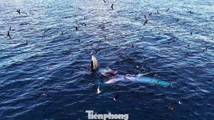 Sự xuất hiện thường xuyên của cá voi ở vùng biển Gia Lai là tín hiệu tích cực, cho thấy hệ sinh thái nơi đây vẫn được bảo tồn tốt, với nguồn thức ăn phong phú và môi trường sống phù hợp để cá voi tìm đến kiếm ăn.