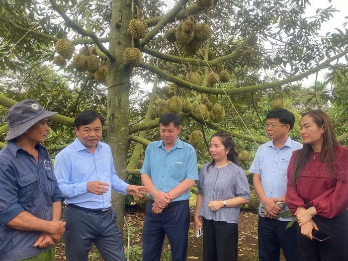 Thứ trưởng Bộ NN&MT Nguyễn Hoàng Hiệp (thứ 2, từ trái) thăm vườn sầu riêng tại Đắk Lắk.