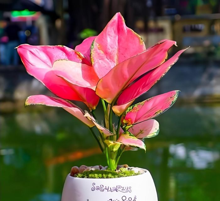 Cây vạn lộc rực sắc đỏ hồng, là biểu tượng của phú quý, may mắn và tài lộc dồi dào. 