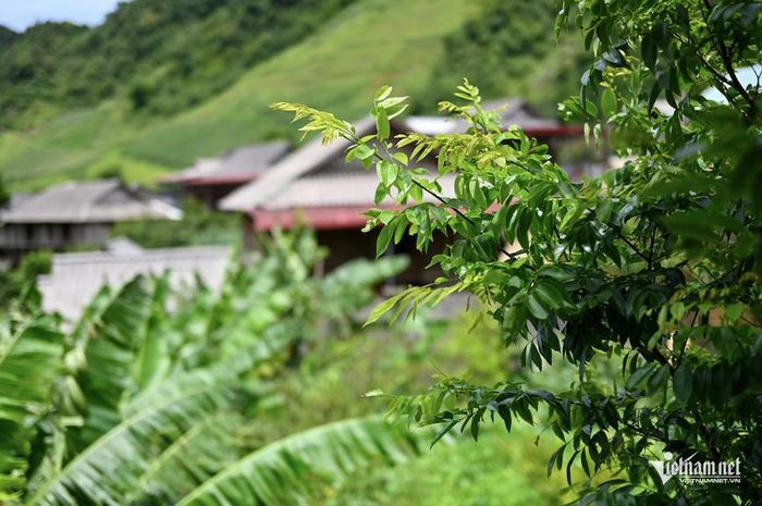 Những hàng cây gợi nhớ ký ức về tuổi thơ, về mùa hè một thời. Ảnh minh họa