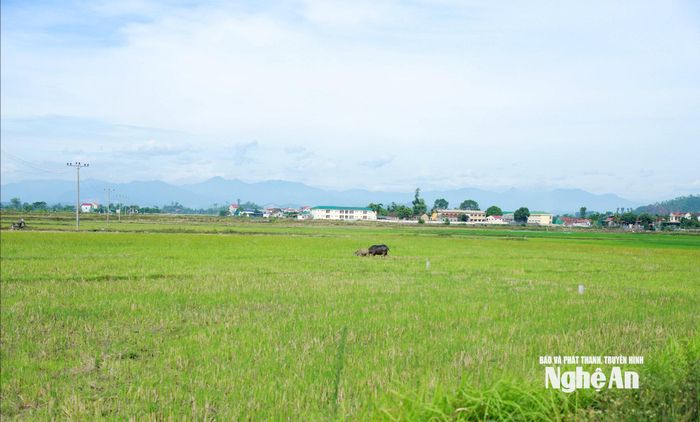Diện tích đất nông nghiệp đoạn qua địa bàn xã Xuân Lâm sẽ thu hồi để thực hiện cao tốc Vinh - Thanh Thủy. Ảnh: Thành Duy