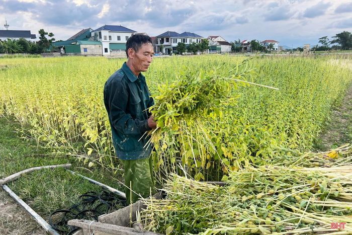 Vụ vừng năm nay, người dân vùng ngoài đê xã Đức Quang phấn khởi vì được mùa, được giá.