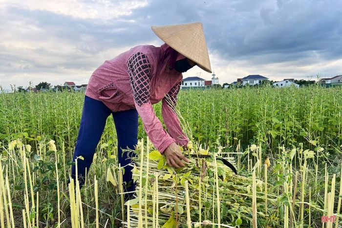 Khi cây vừng chuyển sang màu vàng, người dân bắt đầu thu hoạch, mang về phơi khô rồi tách hạt.