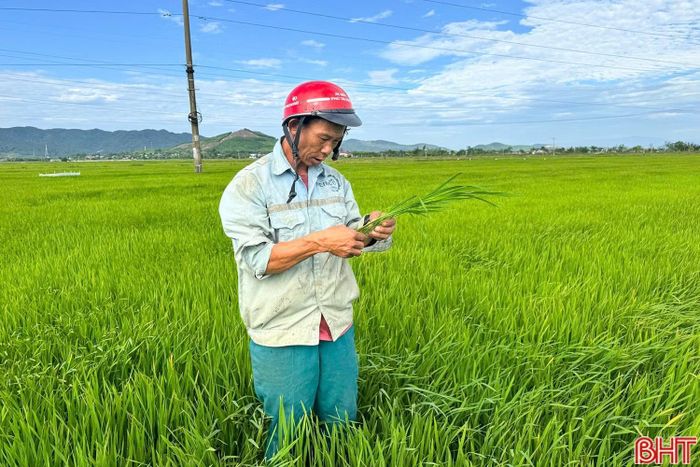 Cần tổ chức đồng bộ các giải pháp phòng trừ, xử lý kịp thời, dứt điểm khi dịch hại đang ở diện hẹp.