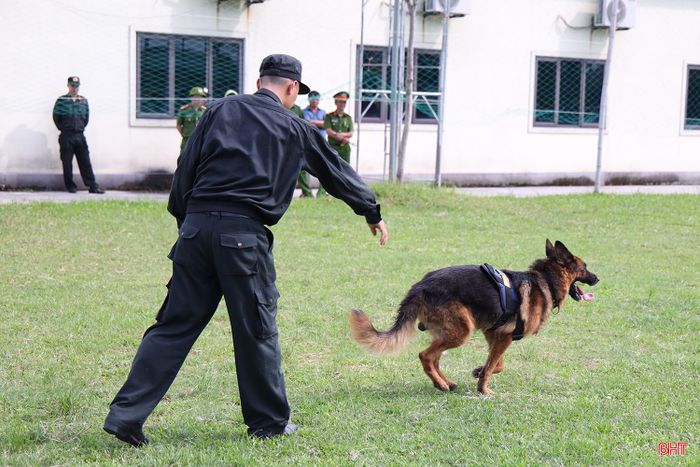 Trong bài tập "truy tìm dấu vết", chó nghiệp vụ sẽ lập tức đánh hơi, tìm kiếm vật chứng...