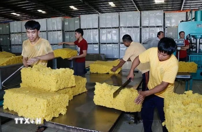Nhà máy chế biến cao su Mủ cao su ở huyện Bachiang, tỉnh Champasak (Lào). (Ảnh: Phạm Kiên/TTXVN)
