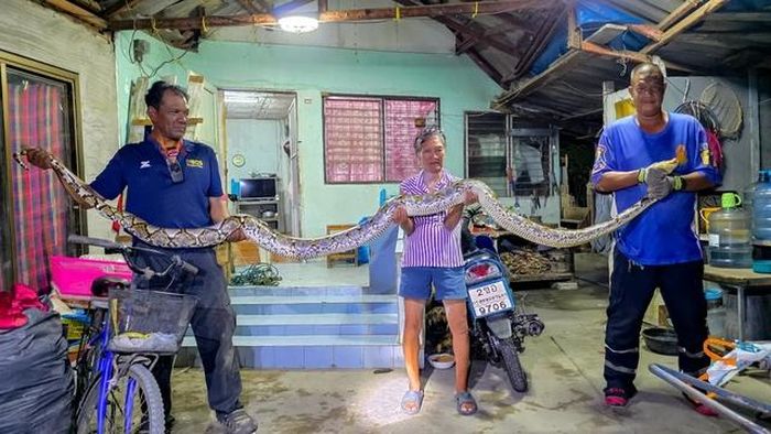 Con trăn bị bắt và thả về tự nhiên. Nguồn ảnh: Thairath