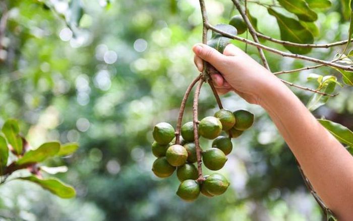 Loại hạt đắt đỏ bậc nhất thế giới được nhắc đến chính là hạt mắc ca "nữ hoàng của các loại hạt". Ảnh minh họa