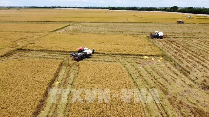 Cánh đồng lúa ở khu vực biên giới của tỉnh Đồng Tháp vào vụ thu hoạch. Ảnh: Nhựt An - TTXVN