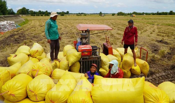 Nông dân ở khu vực biên giới của tỉnh Đồng Tháp thu hoạch lúa. Ảnh: Nhựt An - TTXVN