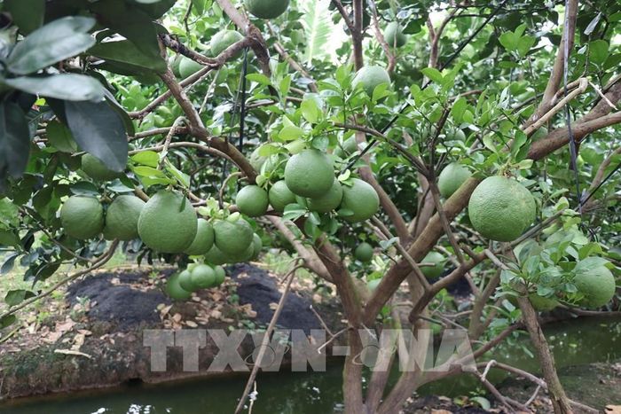 Vùng bưởi da xanh Mỹ Phong hiện đã được cấp 5 mã số vùng trồng phục vụ xuất khẩu sang Hoa Kỳ, Hàn Quốc, Úc. Ảnh: Hữu Chí - TTXVN