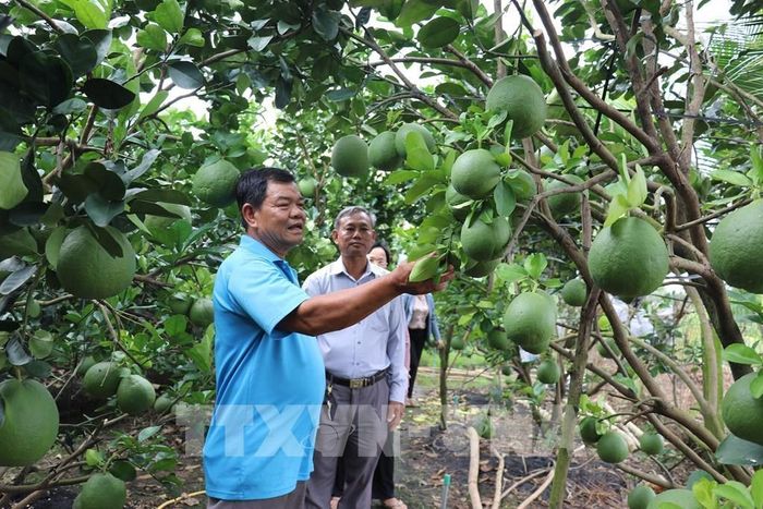 Ông Huỳnh Văn Hiếu, Chủ nhiệm Hội quán bưởi da xanh Mỹ Phú, xã Mỹ Phong, tỉnh Đồng Tháp, tại vườn bưởi 4 năm tuổi. Ảnh: Hữu Chí - TTXVN