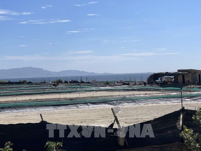 Nhiều diện tích đất khu vực Nhà máy điện hạt nhân Ninh Thuận 1 (xã Phước Dinh) khó khăn trong việc quy chủ, xác minh nguồn gốc. Ảnh: Công Thử - TTXVN 