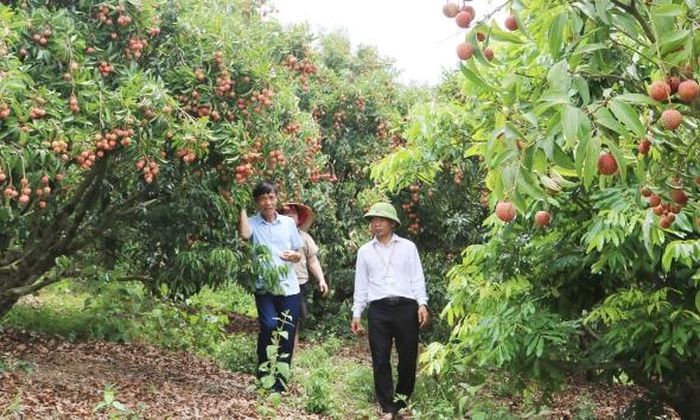 Mặc dù nhiều vườn vải năm nay mất mùa nhưng một số vườn vải sản xuất theo quy trình VietGAP ở xã Kiên Lao vẫn sai quả, bảo đảm chất lượng.