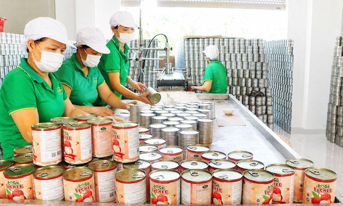 Vải thiều được chế biến đóng hộp xuất khẩu tại Công ty cổ phần Xuất nhập khẩu Vifoco, phường Tiền Phong.