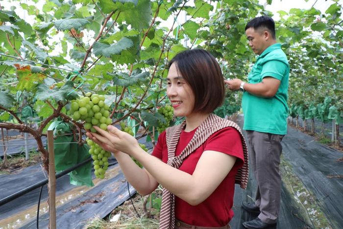  Khu trồng nho không hạt tại Trường Đại học Nông-Lâm Bắc Giang. 