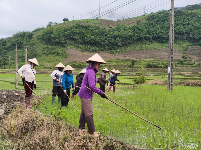Tranh thủ thời tiết thuận lợi, nông dân bản Na Sang, xã Núa Ngam tỉa giặm lúa mùa.