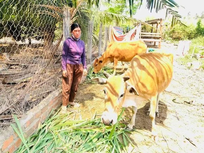  Chị Trần Thị Ngọc (buôn Đoàn Kết, xã Ia Rsai) chăm sóc bò được UBND xã hỗ trợ vào cuối năm 2025. Ảnh: Lê Nam 