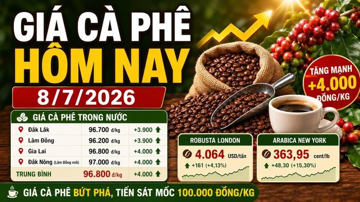 Cập nhật giá cà phê trong nước và quốc tế sáng 8/7/2026