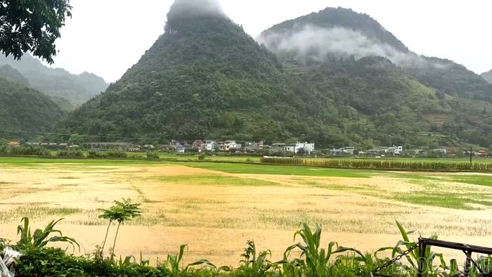 Mưa lớn ngập úng nhiều diện tích lúa tại cánh đồng thôn Nhân Giống, xã Mường Khương.