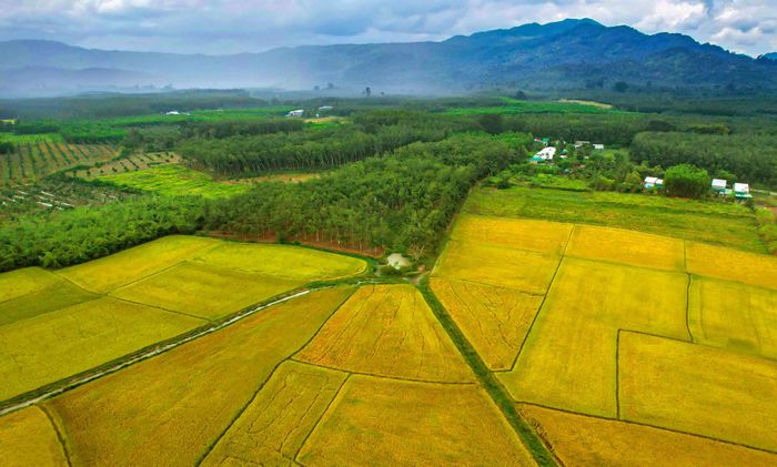 Mùa vàng ở Tánh Linh
