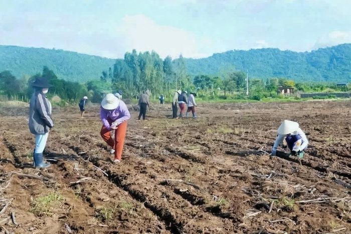 Đồng bào triển khai mô hình thí nghiệm giống bắp mới
