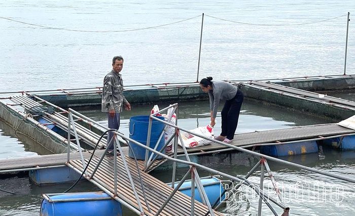 Đến nay, 7 lồng cá của hộ anh Nguyễn Văn Thiết đã bị thiệt hại gần hết.