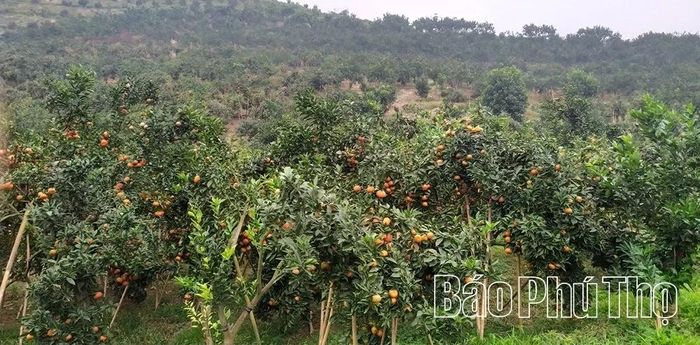 Với diện tích hơn 40ha cây ăn quả như cam, quýt, gia đình ông Nguyễn Văn Hảo ở xã Thu Cúc đang triển khai xây dựng sản phẩm OCOP gắn với du lịch cộng đồng.