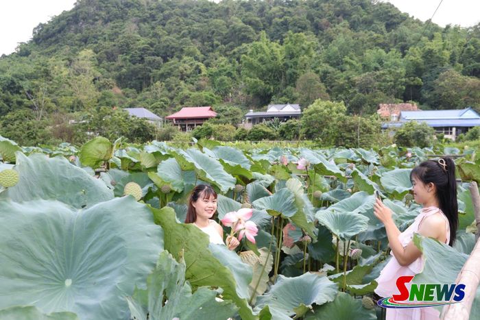 Du khách đến thăm quan, chụp ảnh tại đầm sen ở bản Híp, phường Chiềng Sinh.