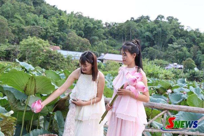 Đầm sen ở bản Híp, phường Chiềng Sinh, điểm check in được nhiều người ưu thích.