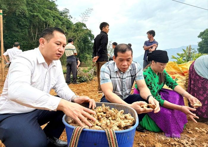 Cây gừng đang mang lại hiệu quả và giá trị kinh tế cao tại xã Lũng Cú.