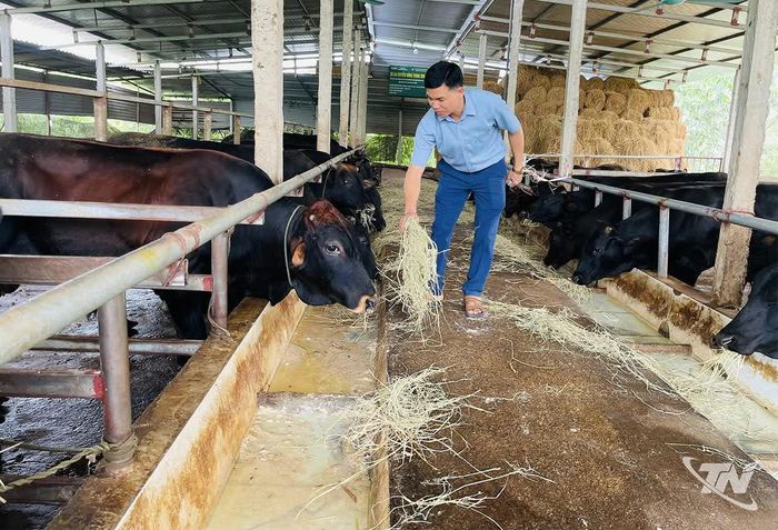Rơm, rạ là nguồn thức ăn quan trọng trong chăn nuôi gia súc.