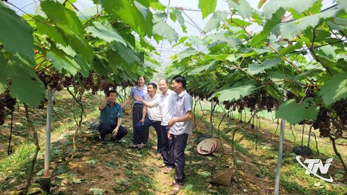 Vườn nho của gia đình ông Nguyễn Văn Thắng ở tổ dân phố Quân Xóm, phường Phúc Thuận.