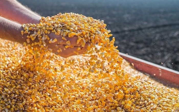 Giá ngô kỳ hạn tiếp tục duy trì đà phục hồi mạnh mẽ khi rủi ro thời tiết khắc nghiệt đe dọa trực tiếp đến triển vọng năng suất mùa vụ ở cả hai bán cầu. Ảnh: TL.