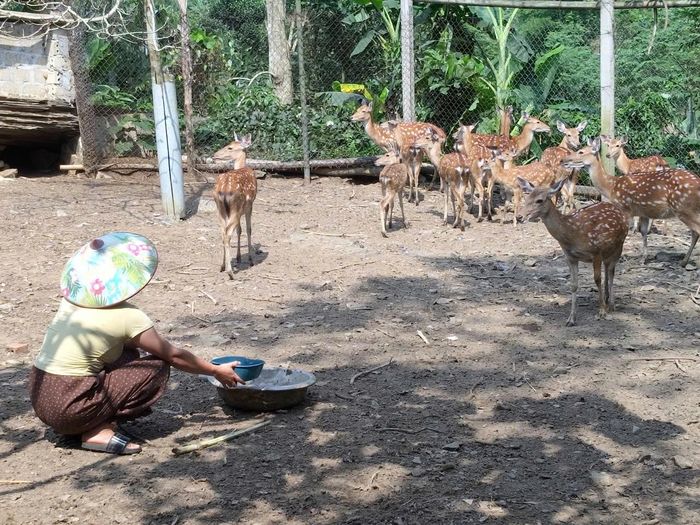 Một góc trang trại nuôi hươu lấy nhung của gia đình chị Hoàng Thị Yến