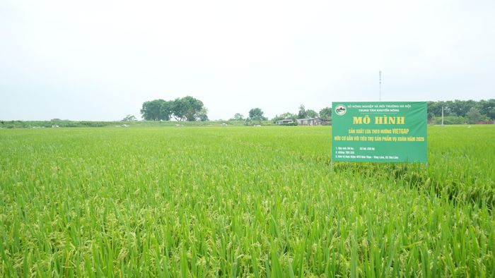 Lúa VietGAP tại xã Thư Lâm. Ảnh: PV