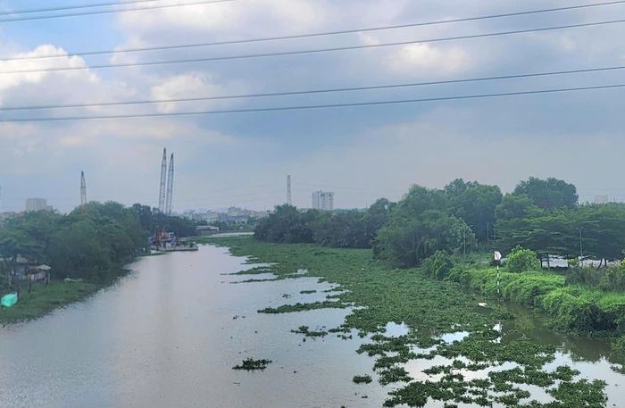Lục bình phủ xanh mặt nước tại kênh Rạch Chiếc, phường Phước Long. Ảnh: Quang Phương