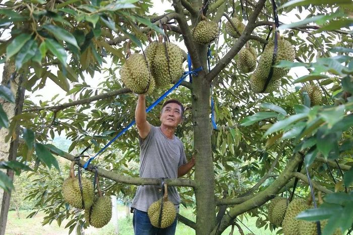 Bộ NN&amp;MT ước tính, khoảng hơn 50% diện tích sầu riêng của Đăk Lăk sẽ đủ điều kiện xuất khẩu. Ảnh: PC