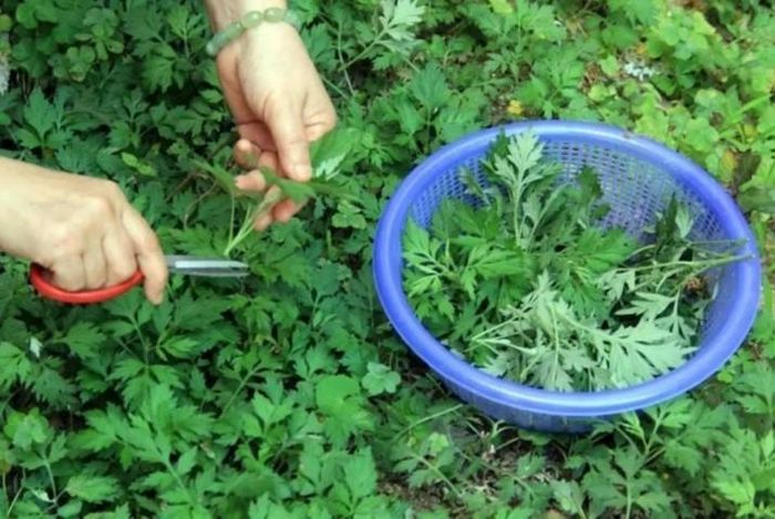 Ngải cứu dễ trồng, dễ sống, phù hợp với mọi không gian. Ảnh minh họa.