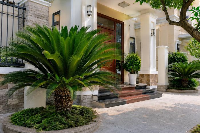 Không nên trồng cây vạn tuế ngay chính giữa lối đi hoặc chắn trước cửa chính vì có thể cản trở luồng khí tốt vào nhà, khiến không gian trở nên bí bách. Ảnh minh họa.