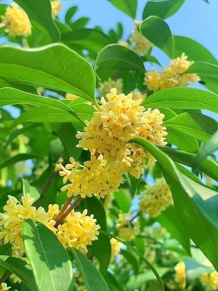 Không nên đặt cây ngay chính giữa cửa ra vào vì sẽ cản luồng khí lưu thông. Ảnh minh họa.