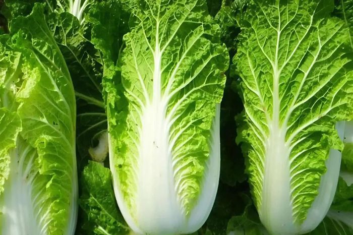 Cải thảo xanh có phần lá dày, lượng chất xơ cao và chứa ít nước hơn