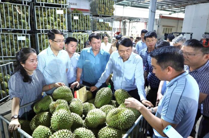  Kiểm tra, đánh giá chất lượng sầu riêng tại cơ sở thu mua, đóng gói phục vụ xuất khẩu. 