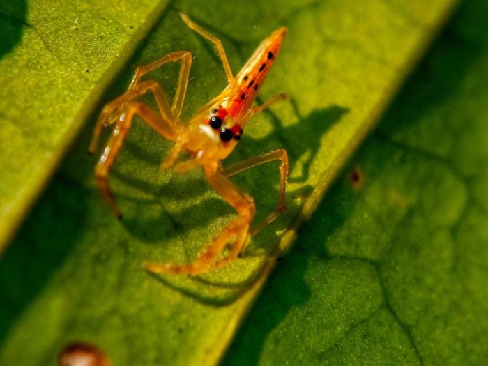 Hình ảnh cận cảnh của Theridion grallator, còn được gọi là nhện mặt cười Hawaii, là một loài nhện thuộc họ Theridiidae sống ở quần đảo Hawaii. (Ảnh: Shutterstock)