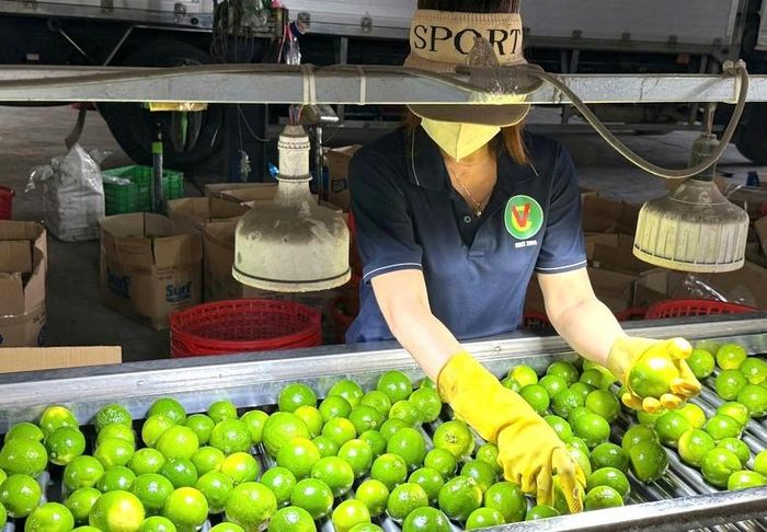 Chế biến sâu không chỉ là hướng đi để nâng giá trị gia tăng, mà còn giải bài toán mùa vụ cho rau quả Việt. Ảnh: Đỗ Hương 