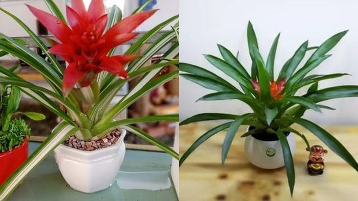 Nếu trong nhà bạn được trưng bày một cây dứa cảnh thì sẽ tạo điểm nhấn cho không gian nhà bạn.