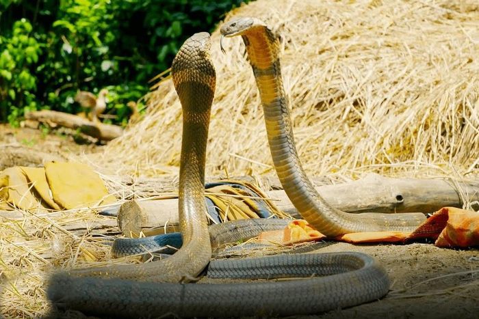 Rắn hổ mang sở hữu độc tố thần kinh mạnh.