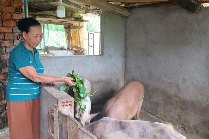 Mô hình chăn nuôi của bà Vi Thị Cửu mang lại nguồn thu nhập ổn định cho gia đình