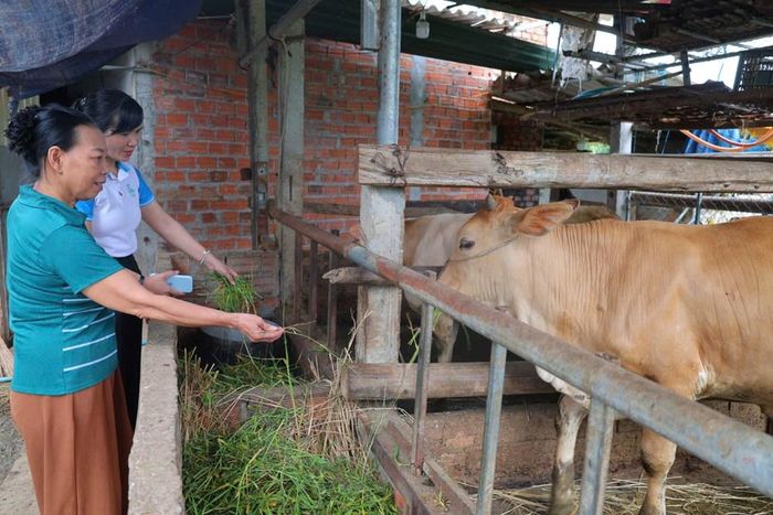 Từ một con bò giống được trao tặng, gia đình bà Vi Thị Cửu đã từng bước phát triển kinh tế, cải thiện đời sống